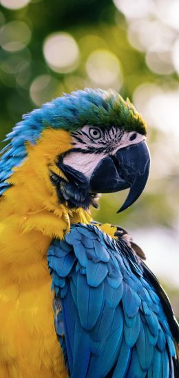 parrot, West Palm Beach, USA Wallpaper 1440x3040