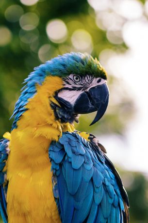 parrot, West Palm Beach, USA Wallpaper 3456x5184