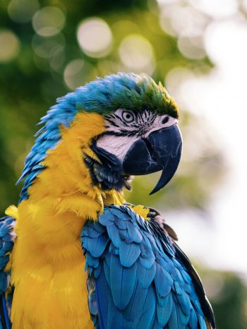 parrot, West Palm Beach, USA Wallpaper 1620x2160