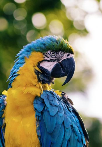 parrot, West Palm Beach, USA Wallpaper 1640x2360