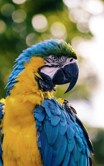 parrot, West Palm Beach, USA Wallpaper 1752x2800