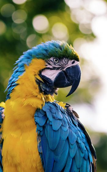 parrot, West Palm Beach, USA Wallpaper 1600x2560