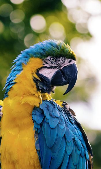 parrot, West Palm Beach, USA Wallpaper 1200x2000