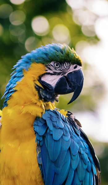 parrot, West Palm Beach, USA Wallpaper 600x1024