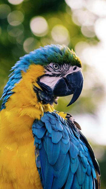 parrot, West Palm Beach, USA Wallpaper 640x1136