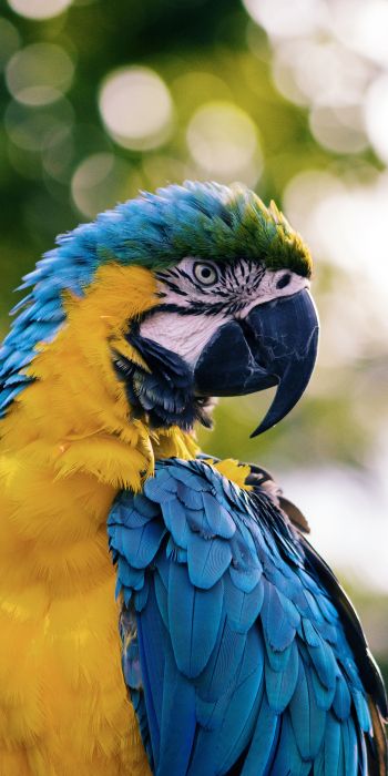 parrot, West Palm Beach, USA Wallpaper 720x1440