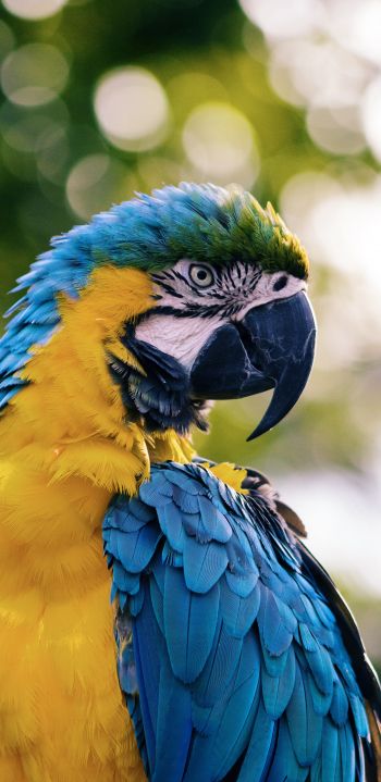 parrot, West Palm Beach, USA Wallpaper 1080x2220