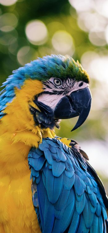 parrot, West Palm Beach, USA Wallpaper 1125x2436