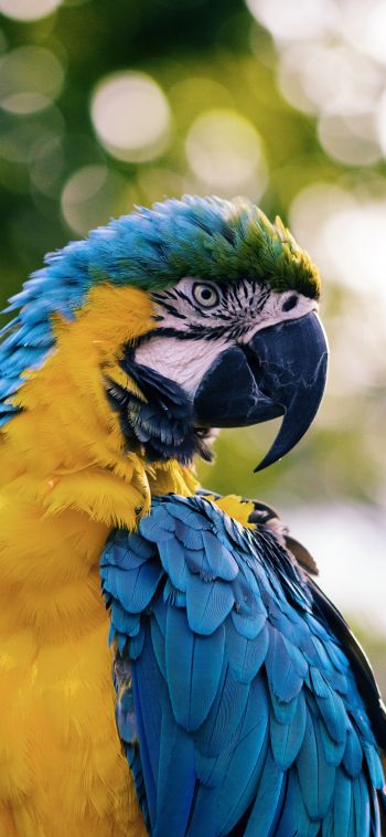 parrot, West Palm Beach, USA Wallpaper 1080x2340