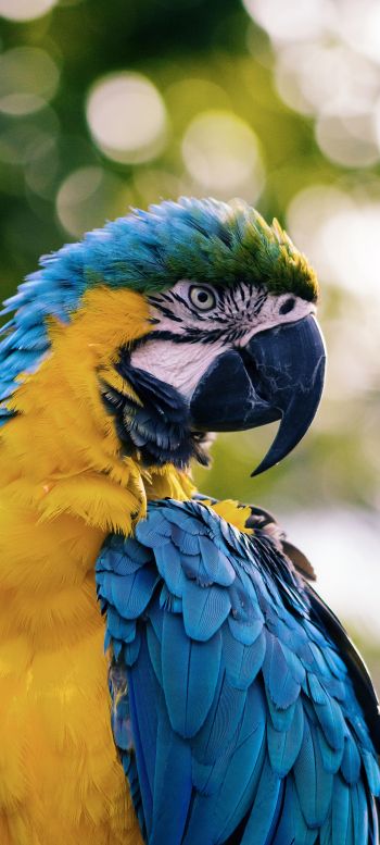 parrot, West Palm Beach, USA Wallpaper 720x1600