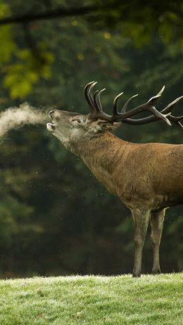 deer, wild nature Wallpaper 1440x2560