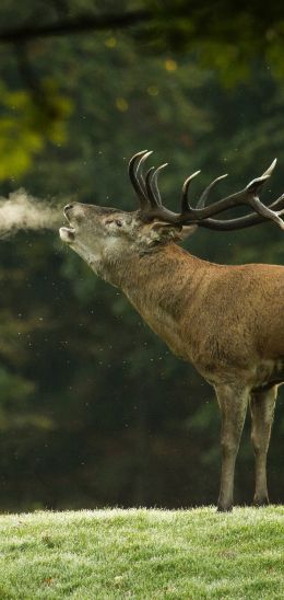 deer, wild nature Wallpaper 1080x2280