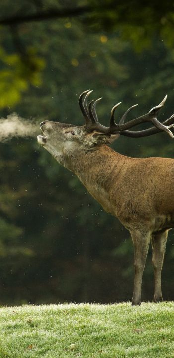 deer, wild nature Wallpaper 1080x2220