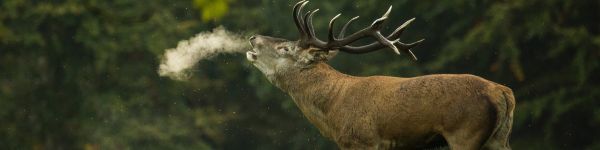 deer, wild nature Wallpaper 1590x400