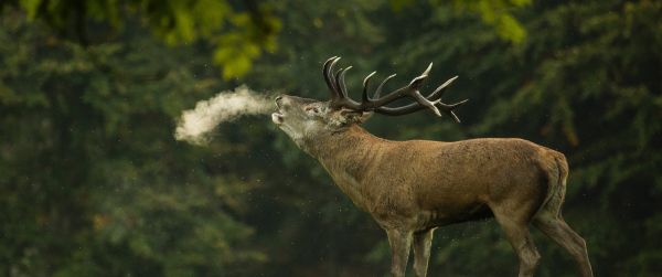 deer, wild nature Wallpaper 3440x1440