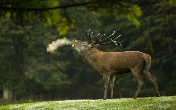 deer, wild nature Wallpaper 1920x1200