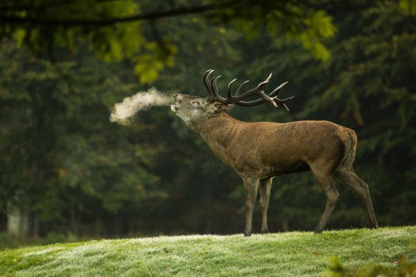 deer, wild nature Wallpaper 4964x3310