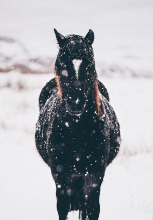 Llin Brenig, Great Britain, horse Wallpaper 1640x2360