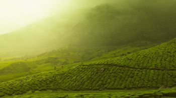 plantations, green Wallpaper 1600x900