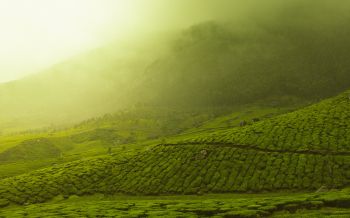 plantations, green Wallpaper 2560x1600