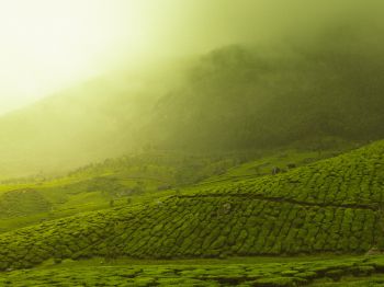 plantations, green Wallpaper 1024x768