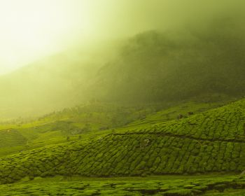 plantations, green Wallpaper 1280x1024