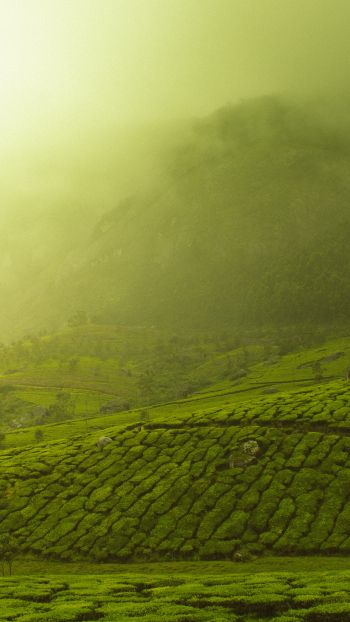 plantations, green Wallpaper 1080x1920