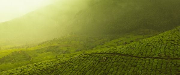 plantations, green Wallpaper 3440x1440