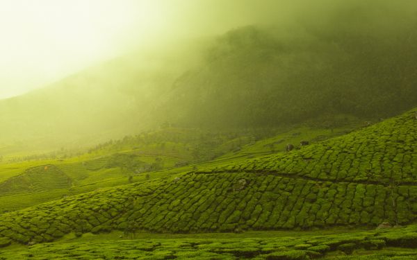 plantations, green Wallpaper 2560x1600