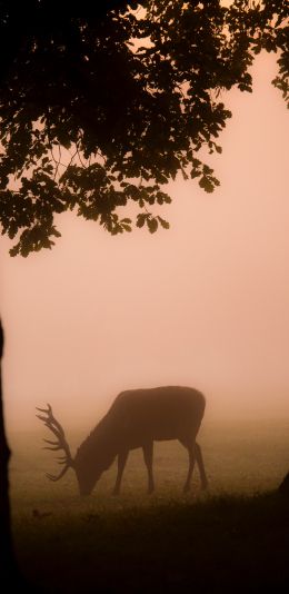 deer, fog Wallpaper 1440x2960