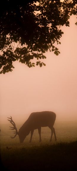 deer, fog Wallpaper 1440x3200