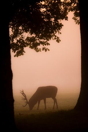 deer, fog Wallpaper 3840x5760