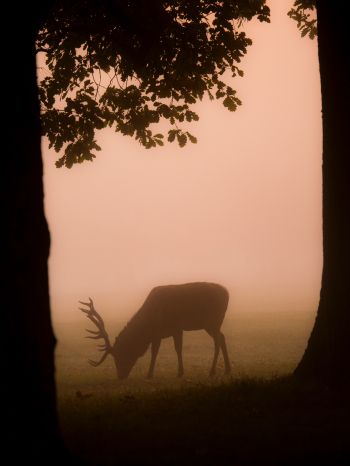 deer, fog Wallpaper 2048x2732