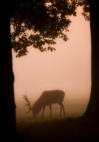 deer, fog Wallpaper 1668x2388