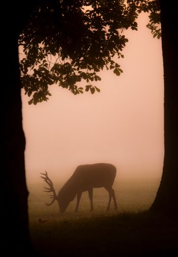 deer, fog Wallpaper 1640x2360