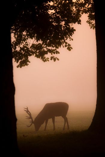 deer, fog Wallpaper 640x960