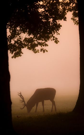 deer, fog Wallpaper 1600x2560