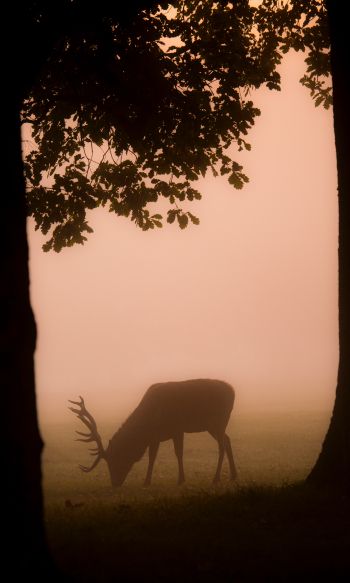 deer, fog Wallpaper 1200x2000