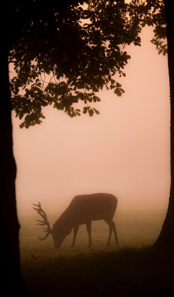 deer, fog Wallpaper 600x1024
