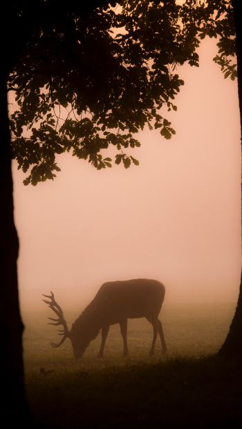 deer, fog Wallpaper 640x1136