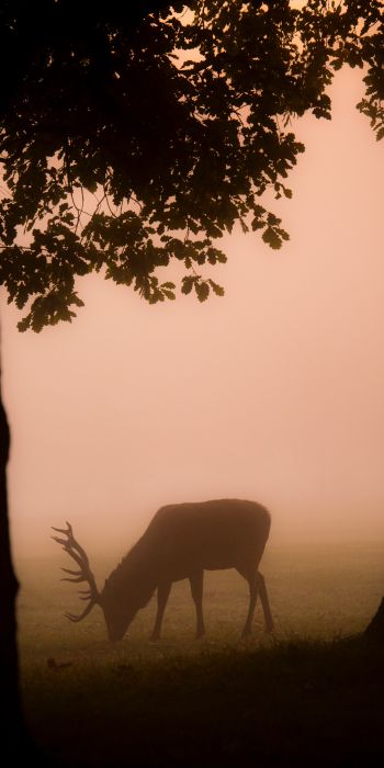 deer, fog Wallpaper 720x1440