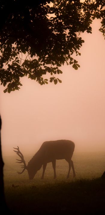 deer, fog Wallpaper 1440x2960
