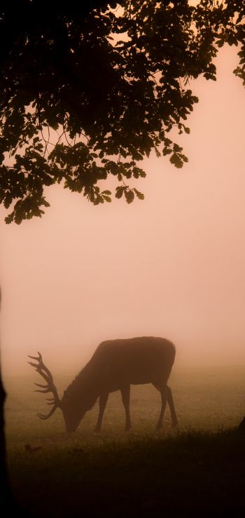 deer, fog Wallpaper 1440x3040