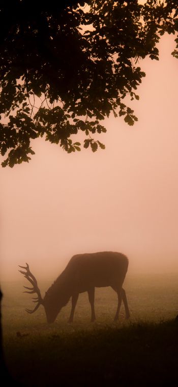 deer, fog Wallpaper 828x1792
