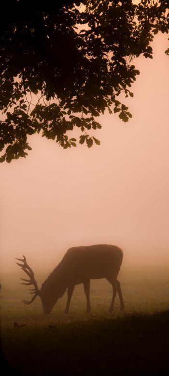 deer, fog Wallpaper 1080x2400