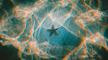 starfish, bottom Wallpaper 1366x768