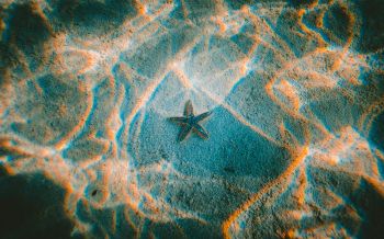 starfish, bottom Wallpaper 2560x1600
