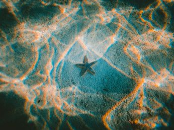 starfish, bottom Wallpaper 1024x768