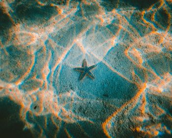 starfish, bottom Wallpaper 1280x1024