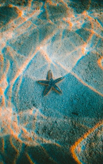 starfish, bottom Wallpaper 1752x2800